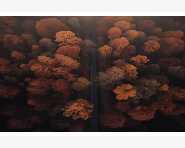 MT4内置皮尔逊相关系数工具缺失手动编写指标实现_为什么MT4没有内置皮尔逊相关系数工具_4
