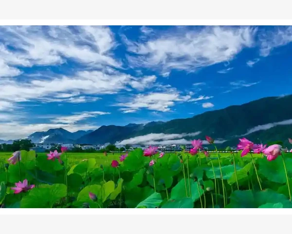 MT4图表字体整体调整方法详解_订单状态异常的常见情况